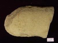 藏品(魚化石)的圖片